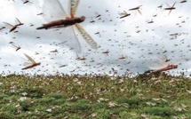 L’agriculture marocaine sous la menace d’un « tsunami » imminent: S.O.S criquets pèlerins L’agriculture marocaine sous la menace d’un « tsunami » imminent: S.O.S criquets pèlerins