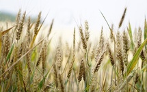 Campagne agricole : Hausse prévisionnelle de 41% de la récolte céréalière