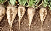 Début de la campagne d’usinage des cultures sucrières dans le Gharb
