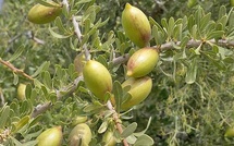 L'arganeraie, une mine d'or vert à l'épreuve du dérèglement climatique