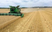 Des perspectives mitigées pour la production de blé en Afrique du Nord Des perspectives mitigées pour la production de blé en Afrique du Nord