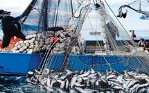 Port de Nador : Baisse de 13% des quantités débarquées des produits de la pêche à fin avril