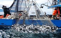 Port d'Essaouira: Baisse de 41% des débarquements de la pêche à fin mai 2025 Port d'Essaouira: Baisse de 41% des débarquements de la pêche à fin mai 2025