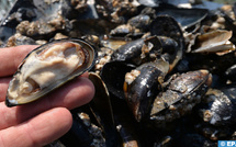 Essaouira : interdiction de la récolte et de la commercialisation des moules issues de Oum Toyour Chouika