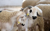 Augmentation des effectifs du cheptel marocain