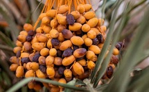 Filière phoénicicole: la récolte débute à Tafilalet sous de bons auspices Filière phoénicicole: la récolte débute à Tafilalet sous de bons auspices