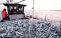 La pêcherie des petits pélagiques à Laâyoune : Des résultats très satisfaisants au titre de la période estivale de l'année 2025