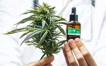 Taounate : La filière de la transformation licite du cannabis prend racine et redessine l’économie locale