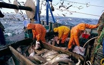 Port de Safi : Hausse de 19% des débarquements de la pêche