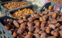 Campagne agricole 2025-2026: La production prévisionnelle des dattes s’élève à 160.000 tonnes