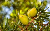 L'arganier, un savoir-faire né dans la région d'Essaouira depuis plus de 150.000 ans