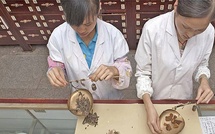 L’OMS veut encadrer la médecine traditionnelle sans l’opposer à la science