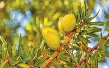 Agadir célèbre l'arganier, un arbre emblématique du Maroc