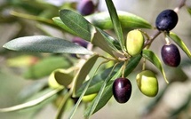 La 7e édition du Salon national de l’olivier du 21 au 24 janvier à El Attaouia