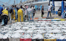 Etat des stocks halieutiques en Méditerranée marocaine