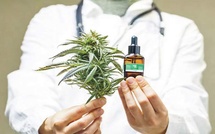 Le Maroc avance ses pions dans le médicament à base de cannabis