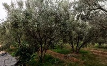 Appel à l’intégration des bio-solutions dans les plans de lutte contre le changement climatique