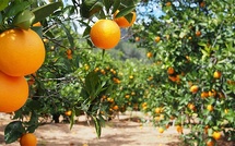 Béni Mellal-Khénifra : Rebond de la production agrumicole et perspectives prometteuses pour la campagne 2025-2026