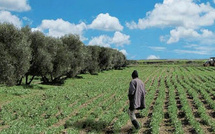 Oriental : Les dernières précipitations ravivent l'espoir des agriculteurs et dynamisent la campagne agricole 2025-2026