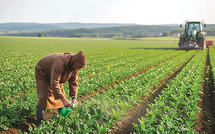 Agriculture : L'ADA lance un appel à projet d'Alliances Productives