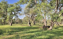 Aucun abattage massif d'arbres de la forêt de Maâmora : Les travaux en cours visent le nettoiement post-intempéries