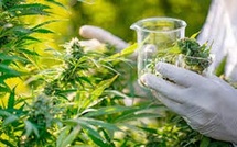 Cannabis licite : Une production de plus de 19.000 Qx en 2025, plus de 4.000 nouvelles autorisations délivrées